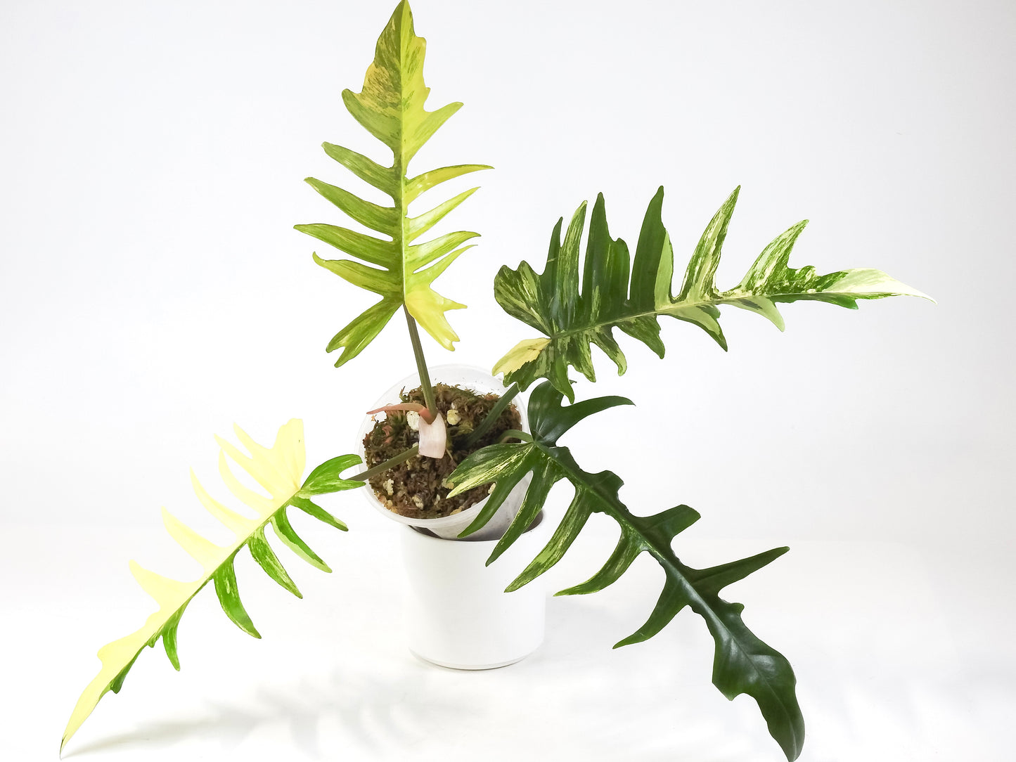 Philodendron Florida Beauty x Tortum Variegated (3315)
