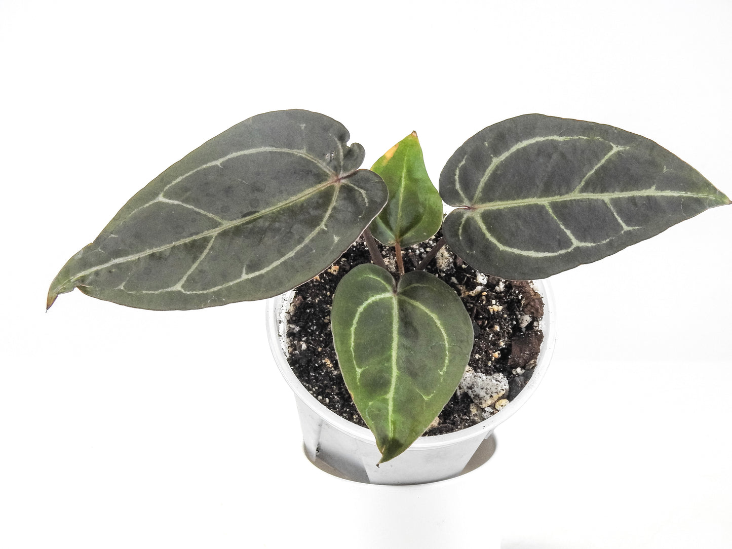 Anthurium 'Dark and Handsome' x 'Red Velvet Cake' x 'Dreamweaver' (3313)