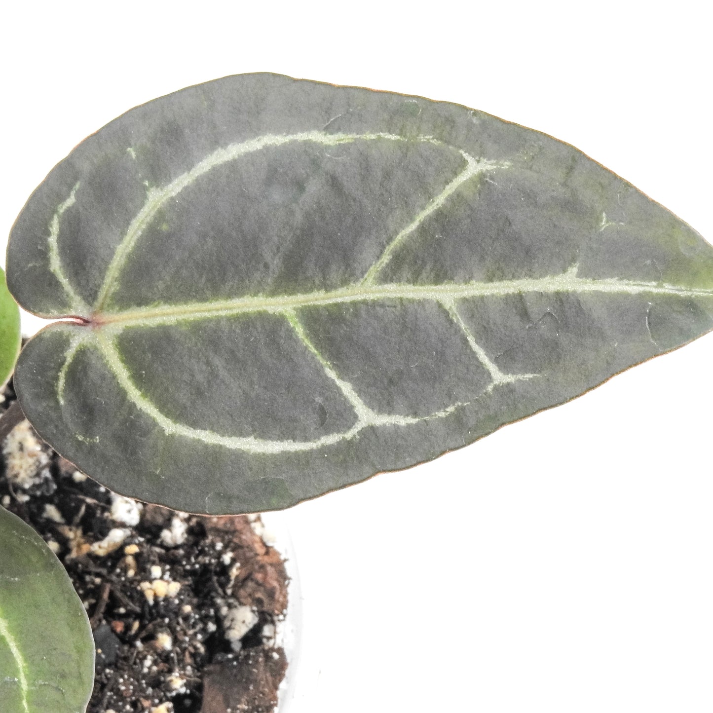 Anthurium 'Dark and Handsome' x 'Red Velvet Cake' x 'Dreamweaver' (3313)