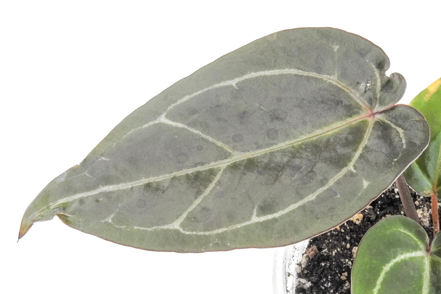 Anthurium 'Dark and Handsome' x 'Red Velvet Cake' x 'Dreamweaver' (3313)