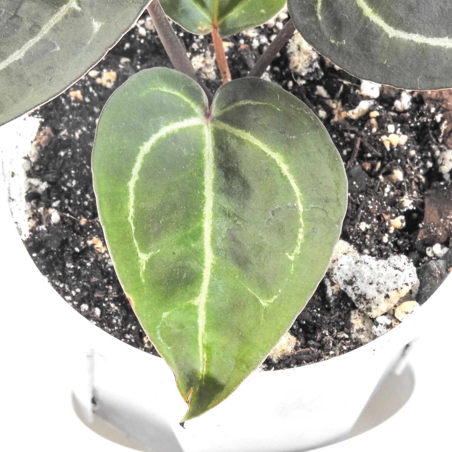 Anthurium 'Dark and Handsome' x 'Red Velvet Cake' x 'Dreamweaver' (3313)