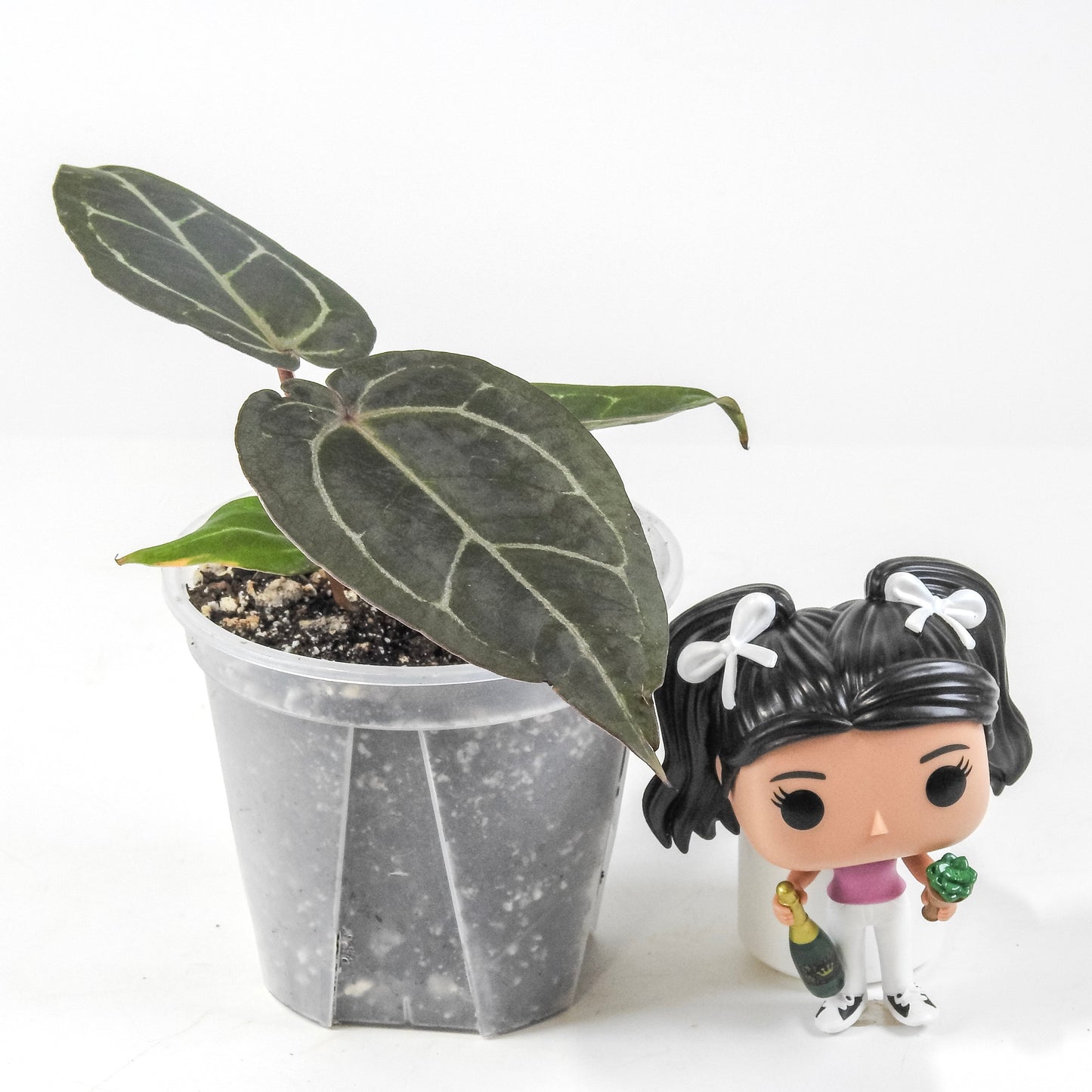 Anthurium 'Dark and Handsome' x 'Red Velvet Cake' x 'Dreamweaver' (3313)