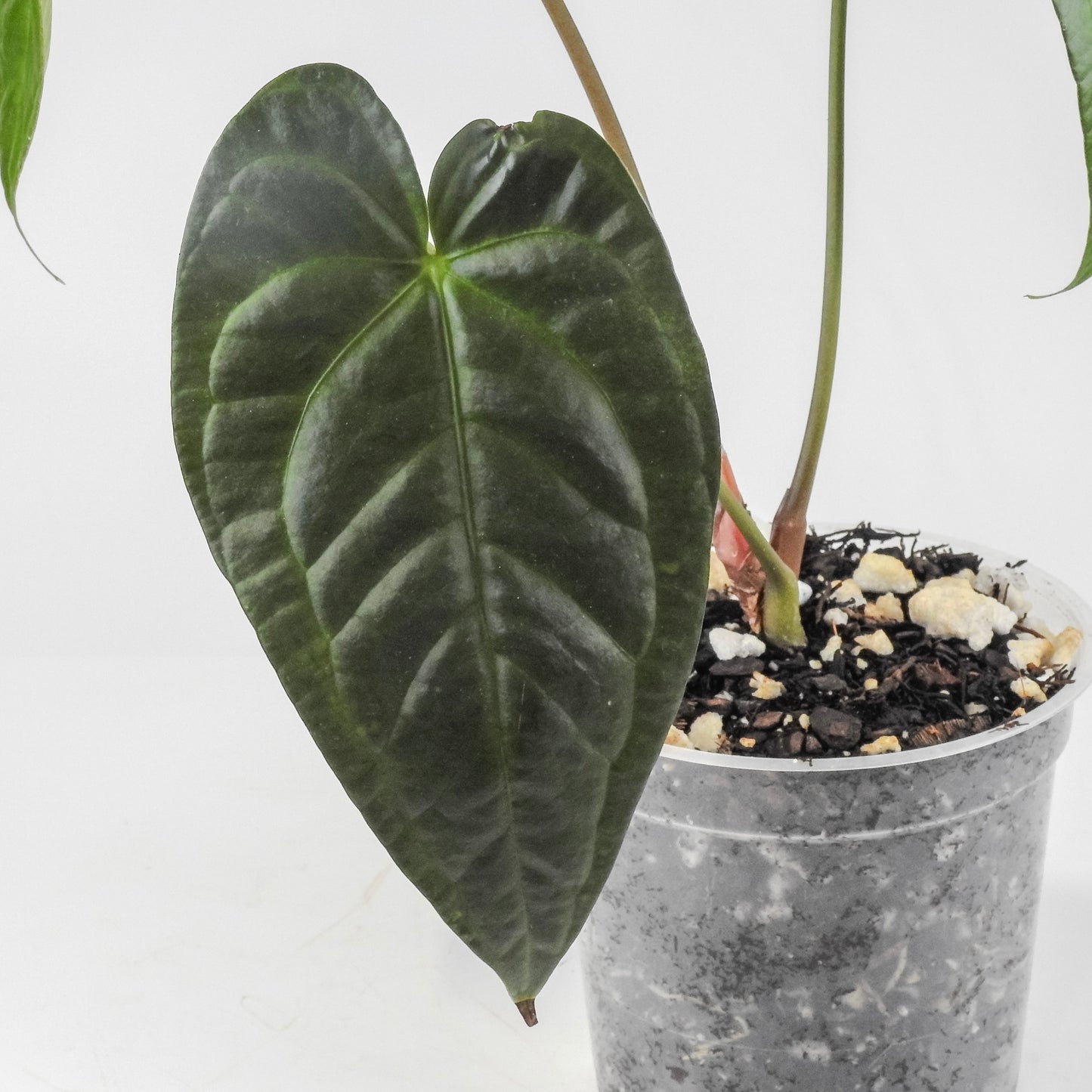 Anthurium NSE Red Crystal x Gigi (3314)