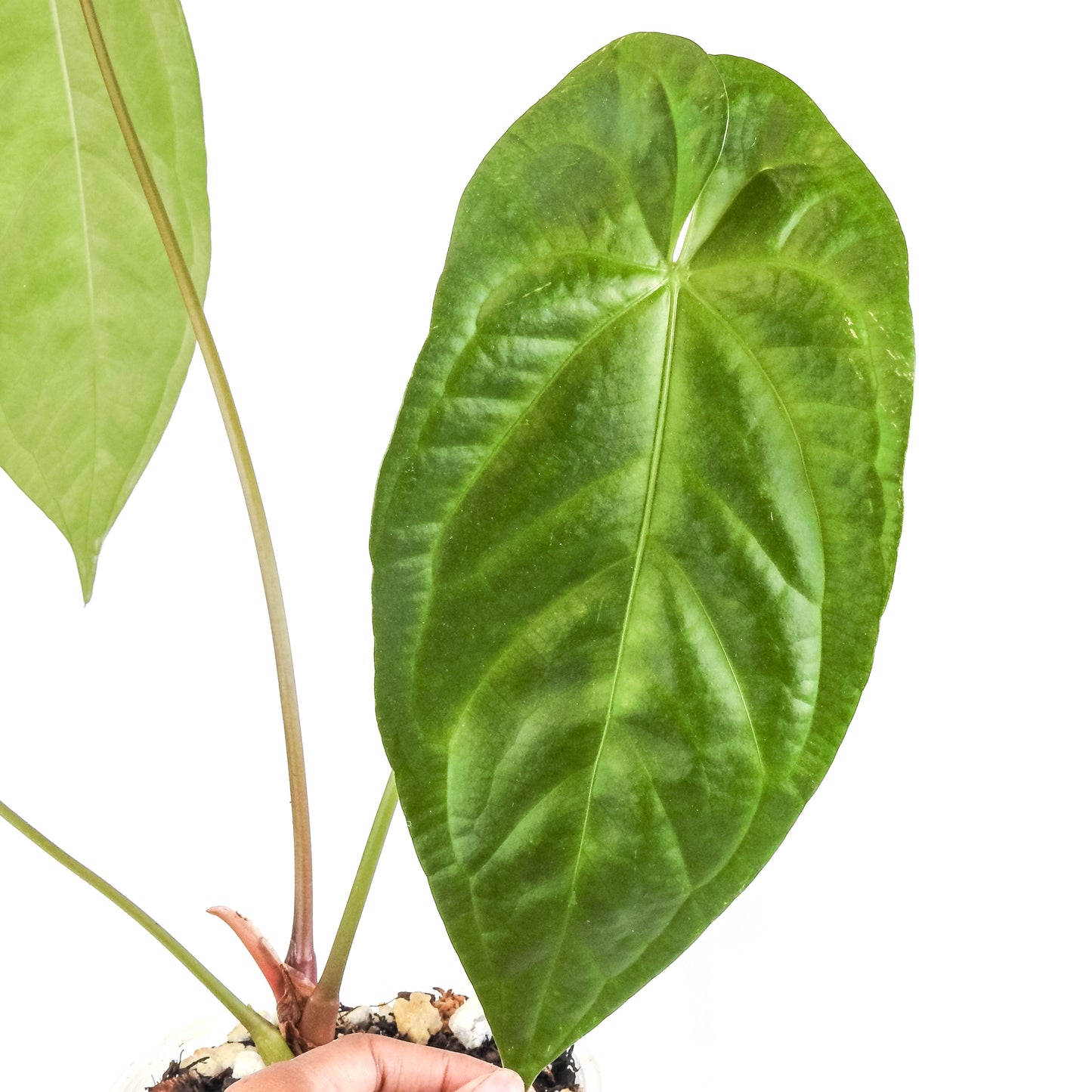 Anthurium NSE Red Crystal x Gigi (3314)