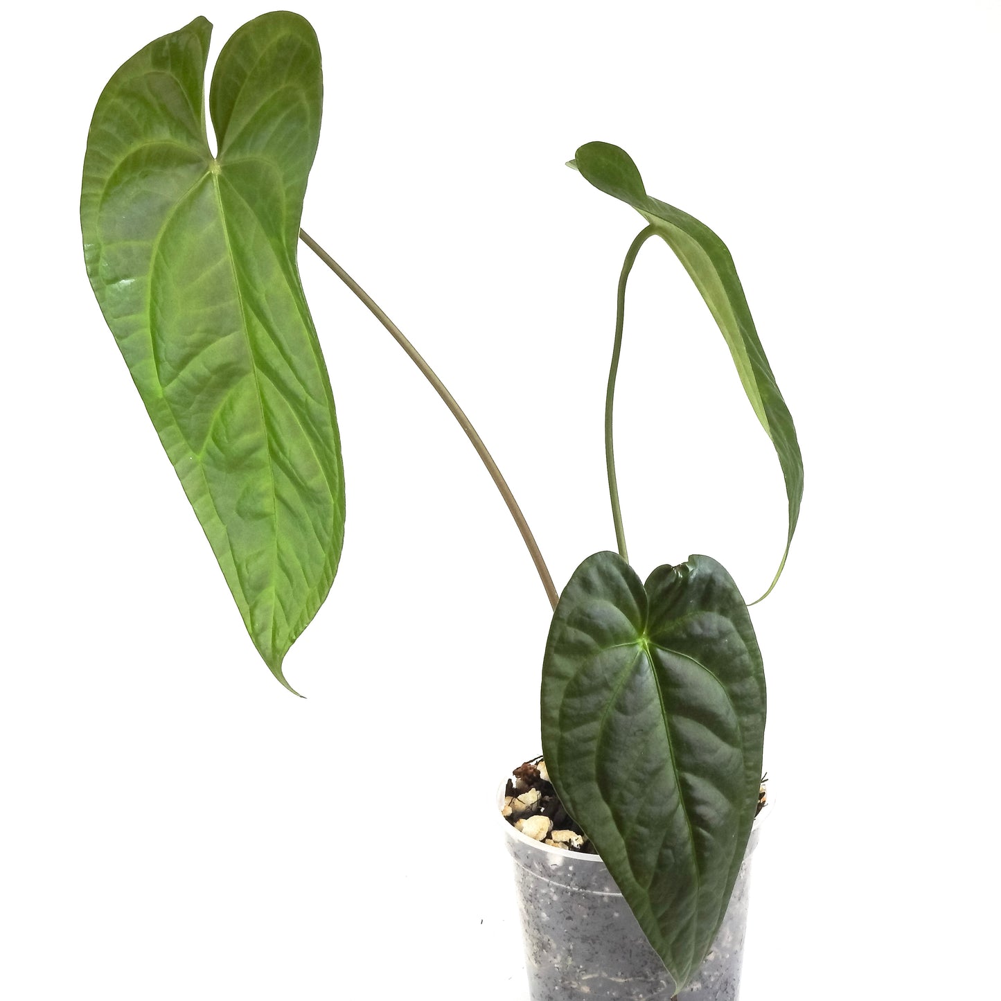 Anthurium NSE Red Crystal x Gigi (3314)