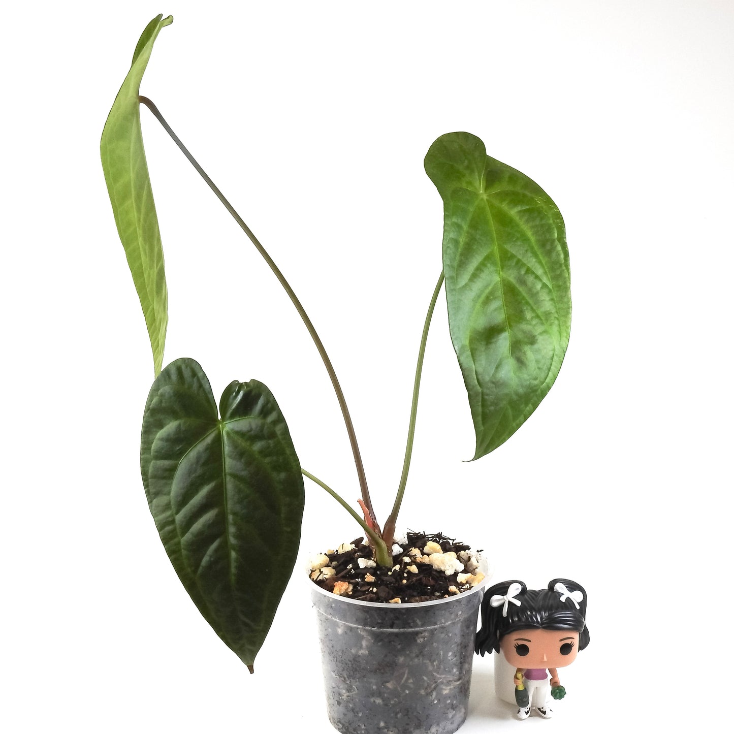 Anthurium NSE Red Crystal x Gigi (3314)