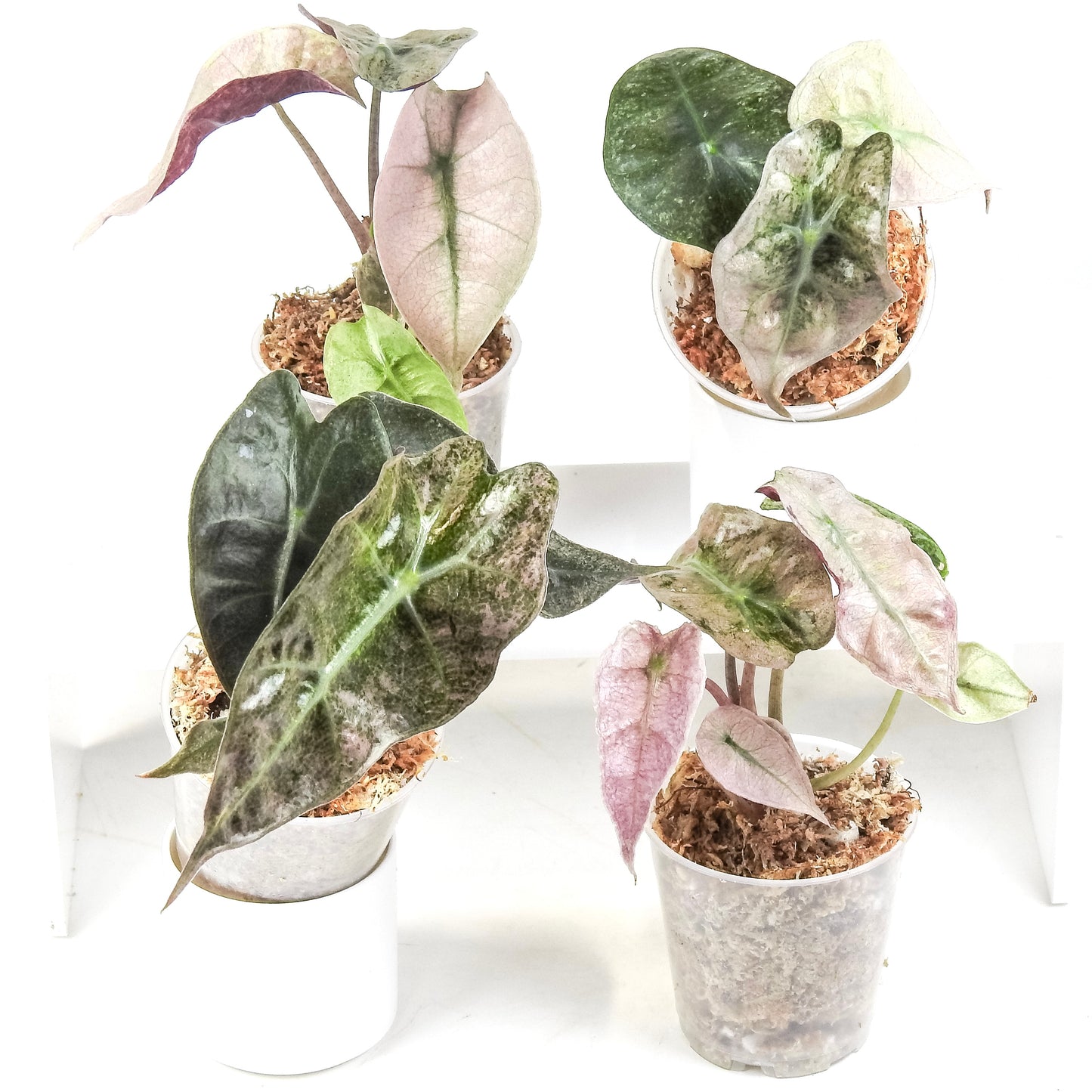 Alocasia Polly Mint *Growers Choice*