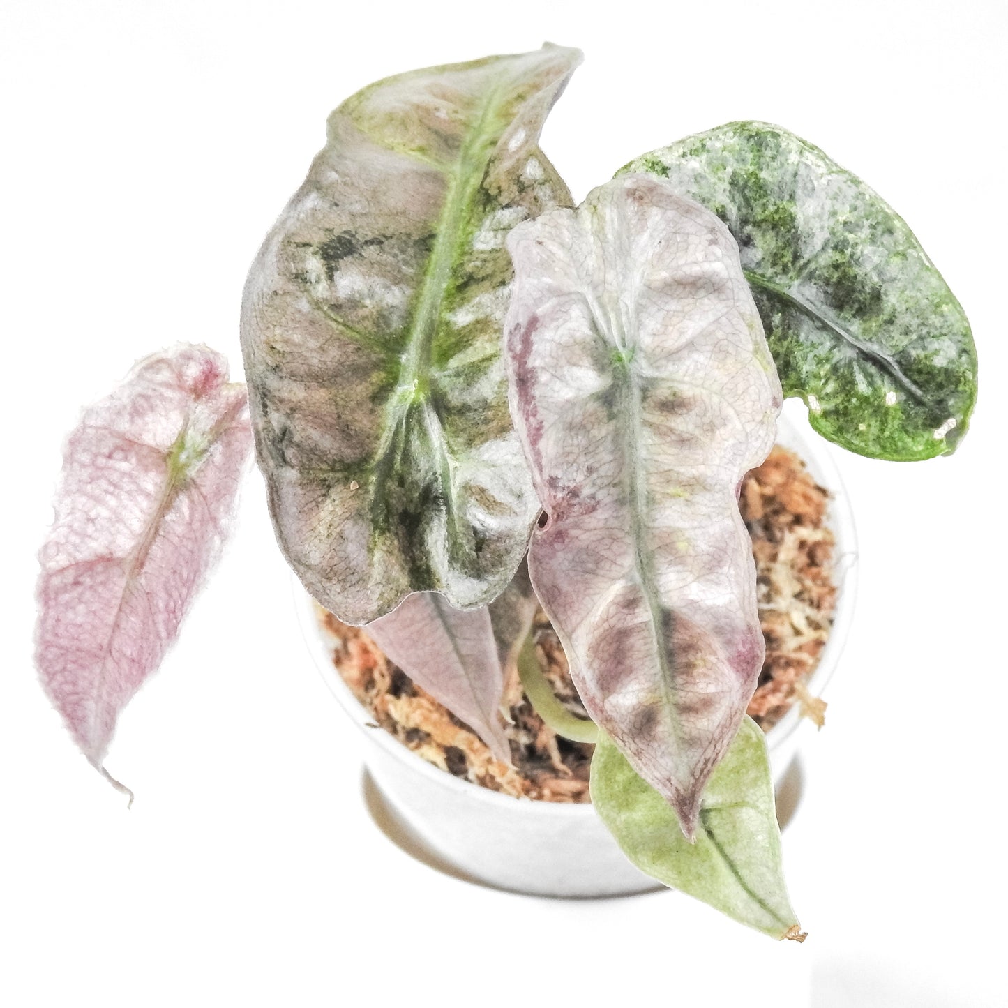 Alocasia Polly Mint *Growers Choice*