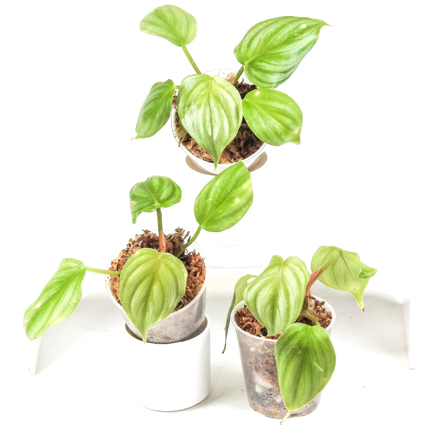 Philodendron 'Plowmanii' *Growers Choice*