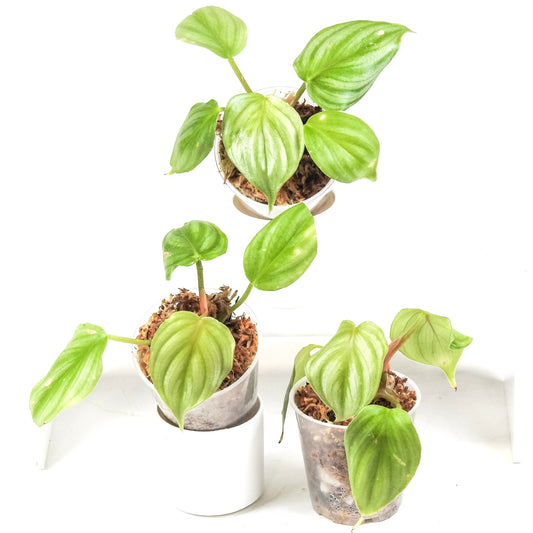 Philodendron 'Plowmanii' *Growers Choice*