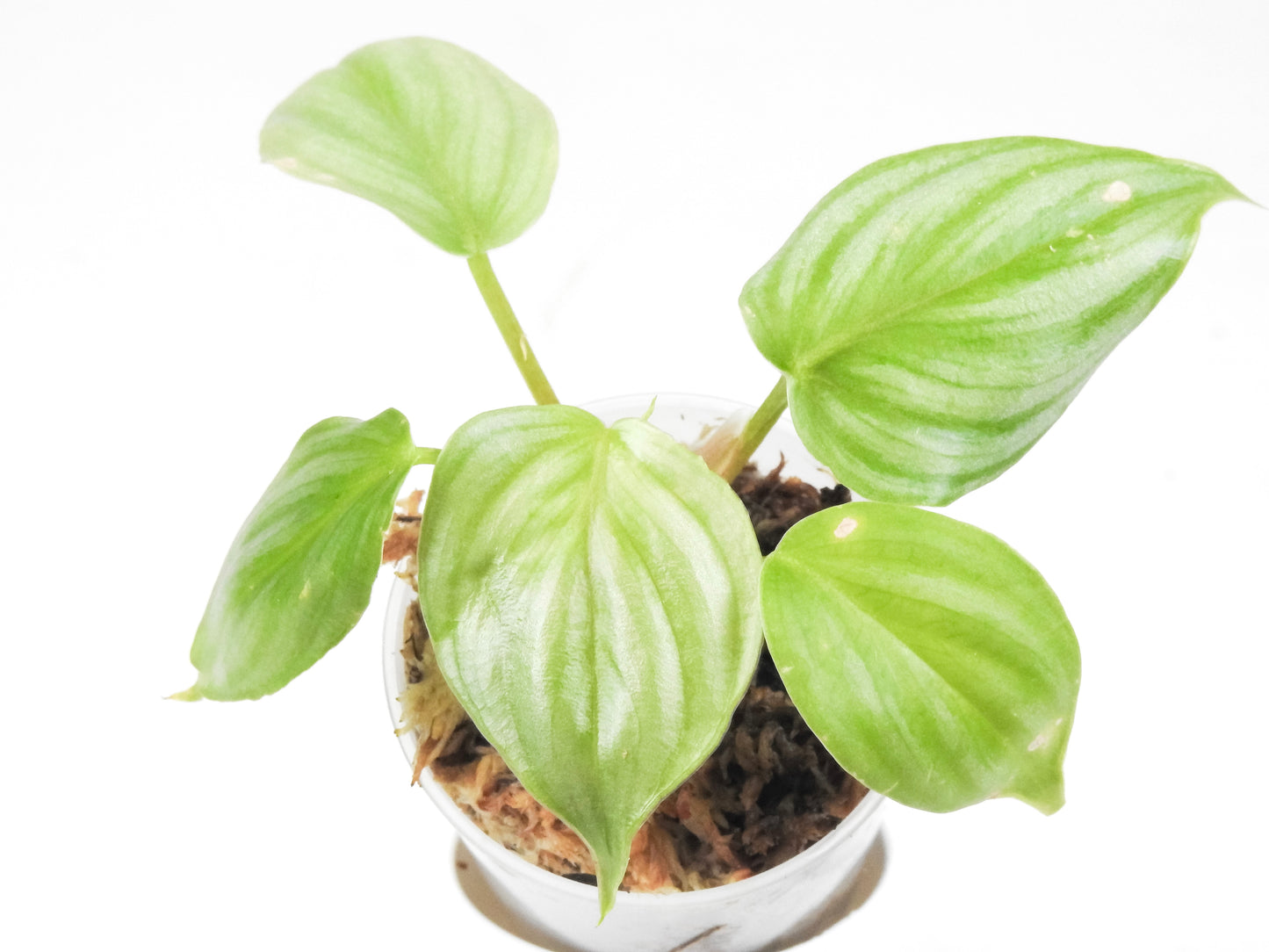 Philodendron 'Plowmanii' *Growers Choice*