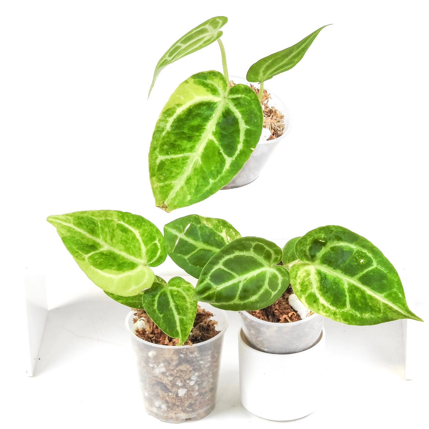 Anthurium 'Magnificum' Variegated *Growers Choice*