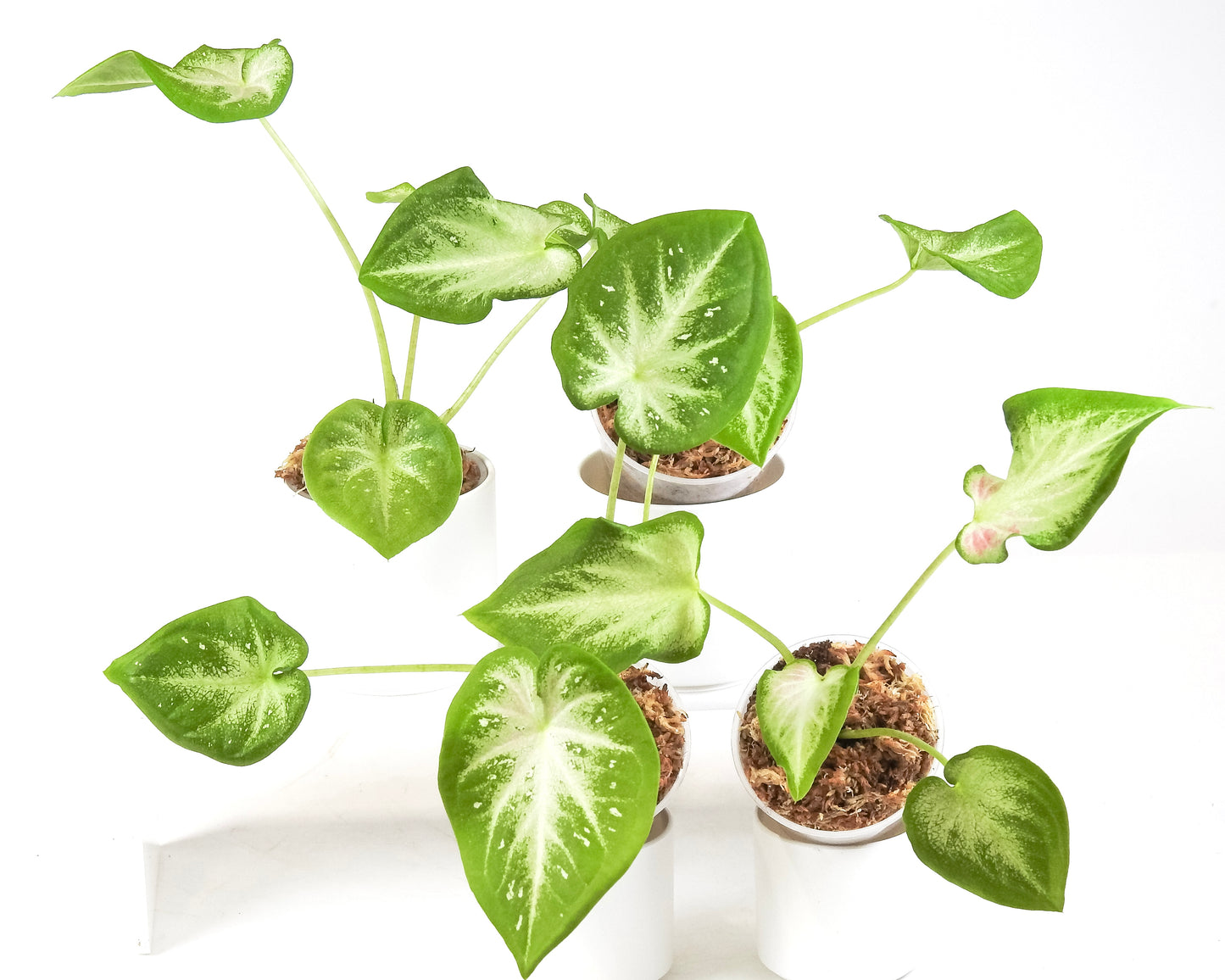 Caladium 'S13' *Growers Choice*