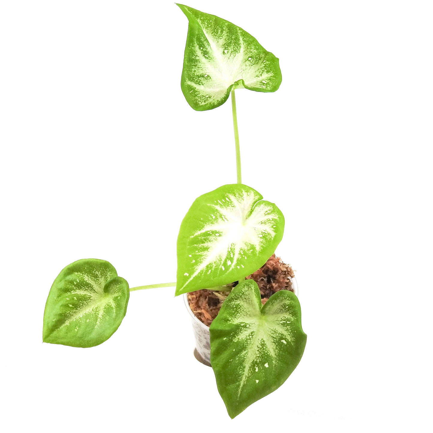Caladium 'S13' *Growers Choice*