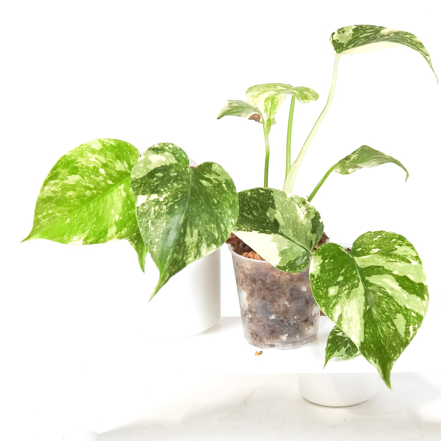 Monstera 'Crème Brûlée' *Growers Choice*