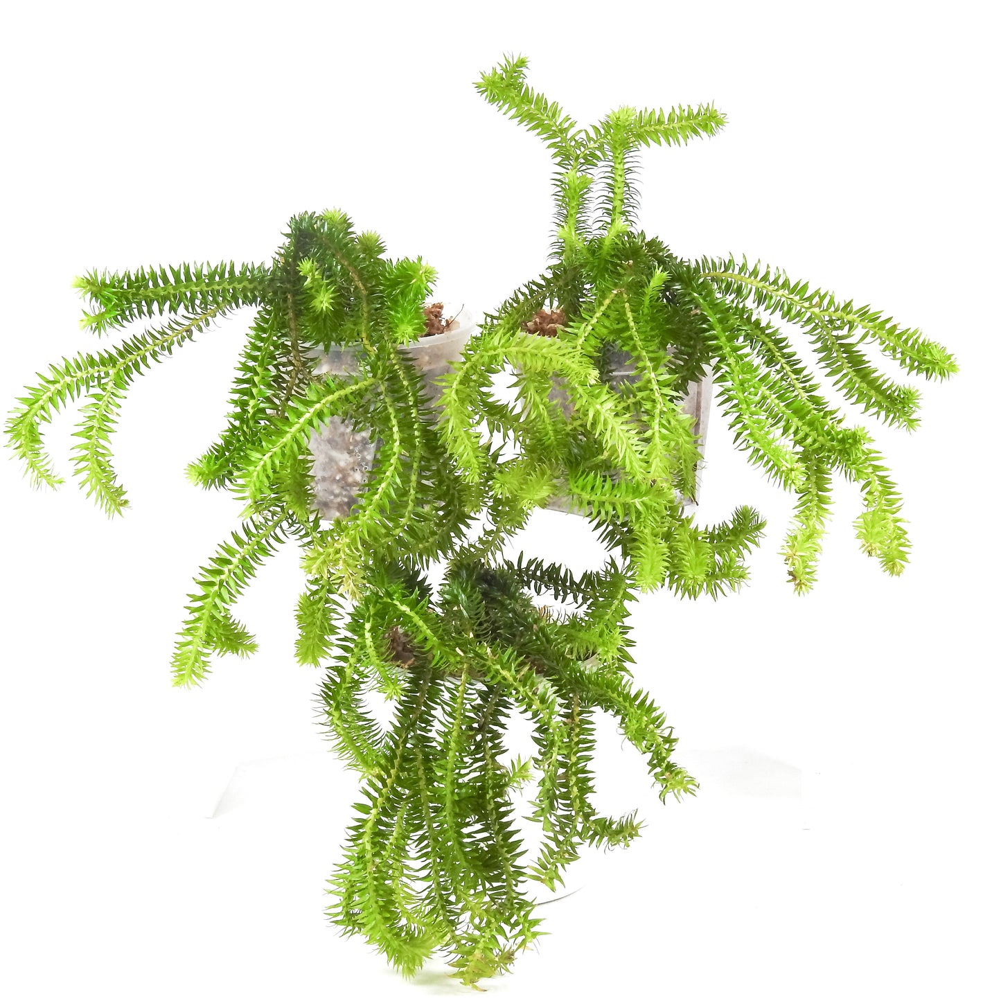 Huperzia Pinifolia *Growers Choice*