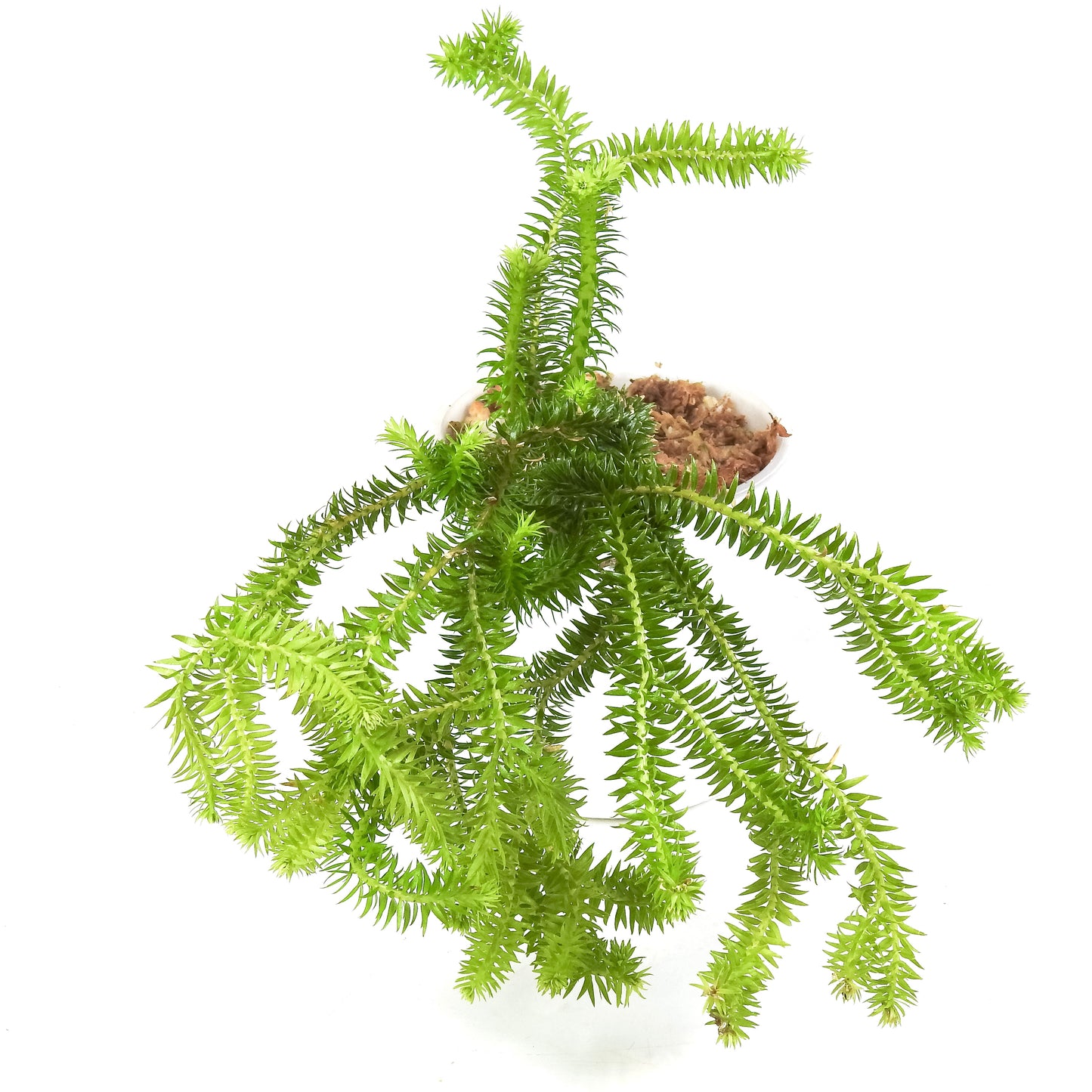 Huperzia Pinifolia *Growers Choice*