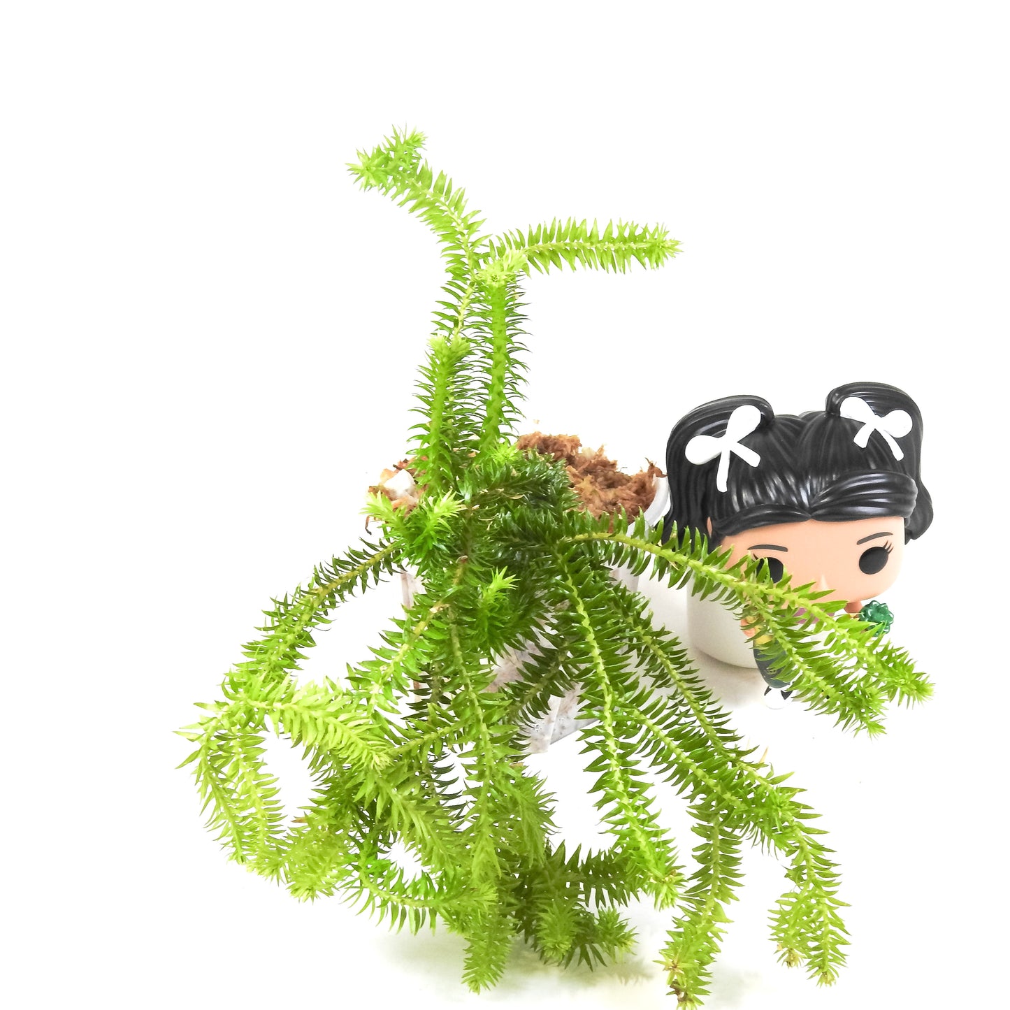 Huperzia Pinifolia *Growers Choice*