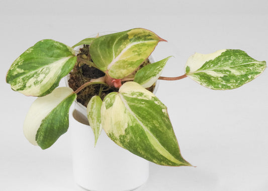 Philodendron Gloriosum Variegated Type 2 (3401)