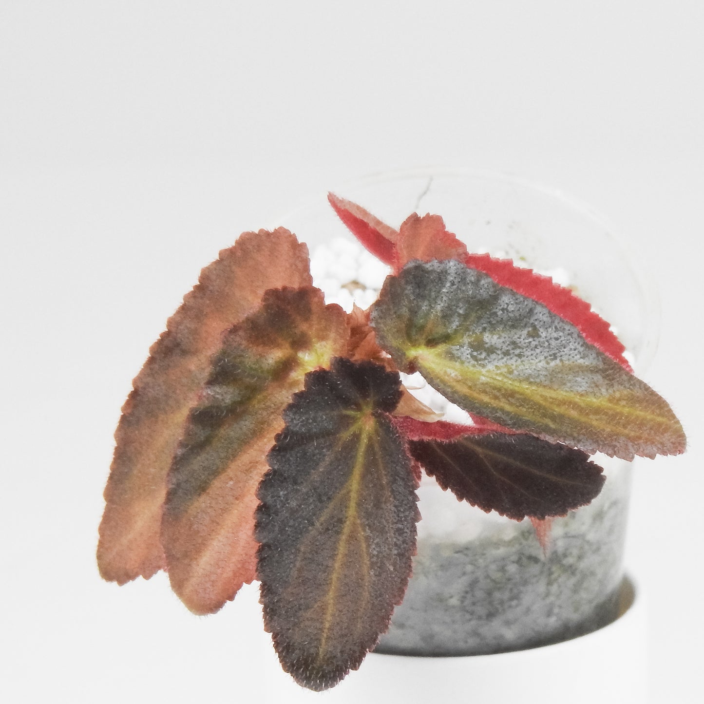 Begonia Withlacoochie Variegated (3402)