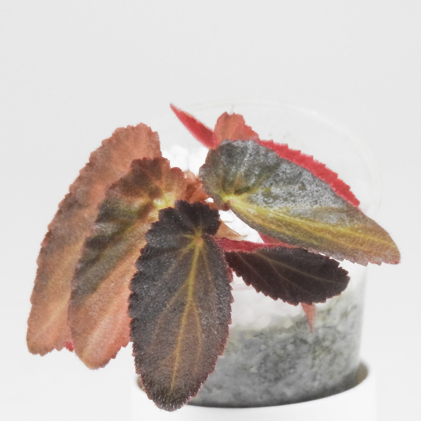 Begonia Withlacoochie Variegated (3402)