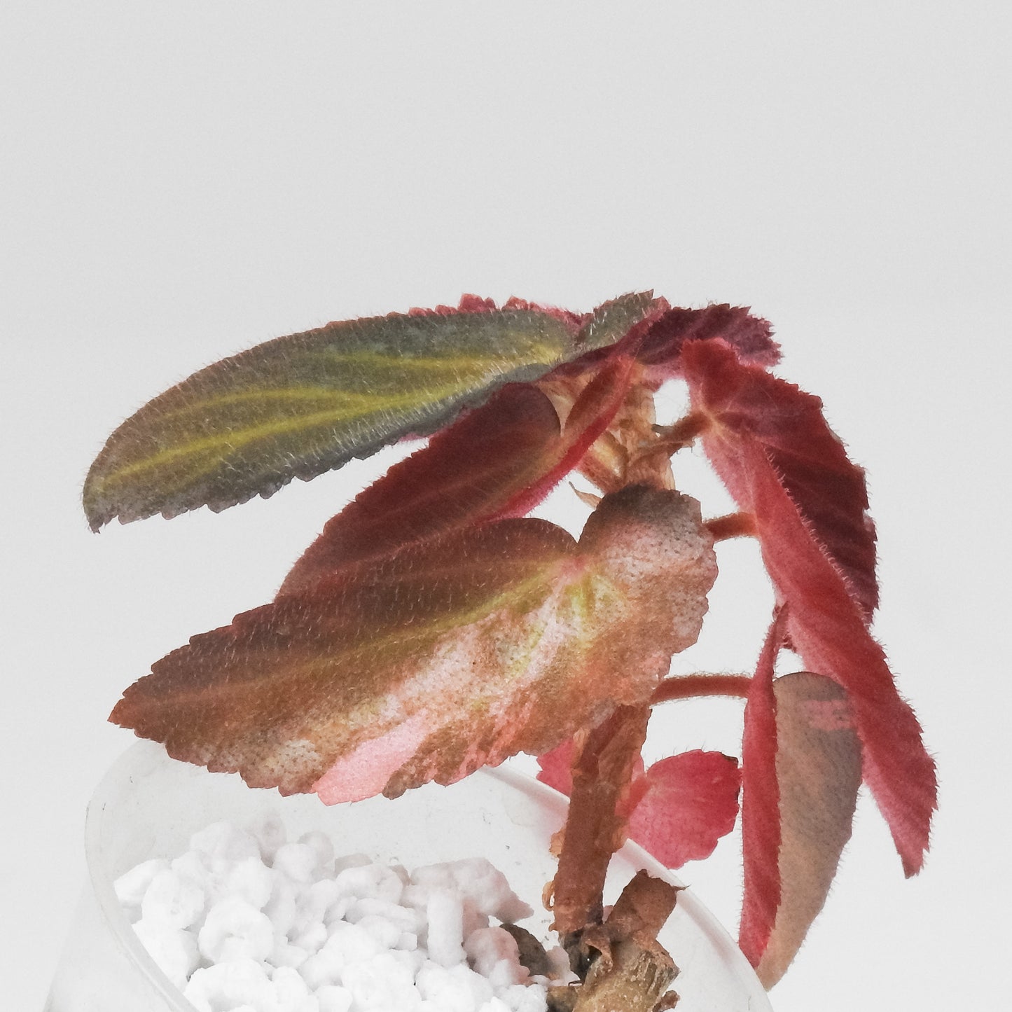 Begonia Withlacoochie Variegated (3402)