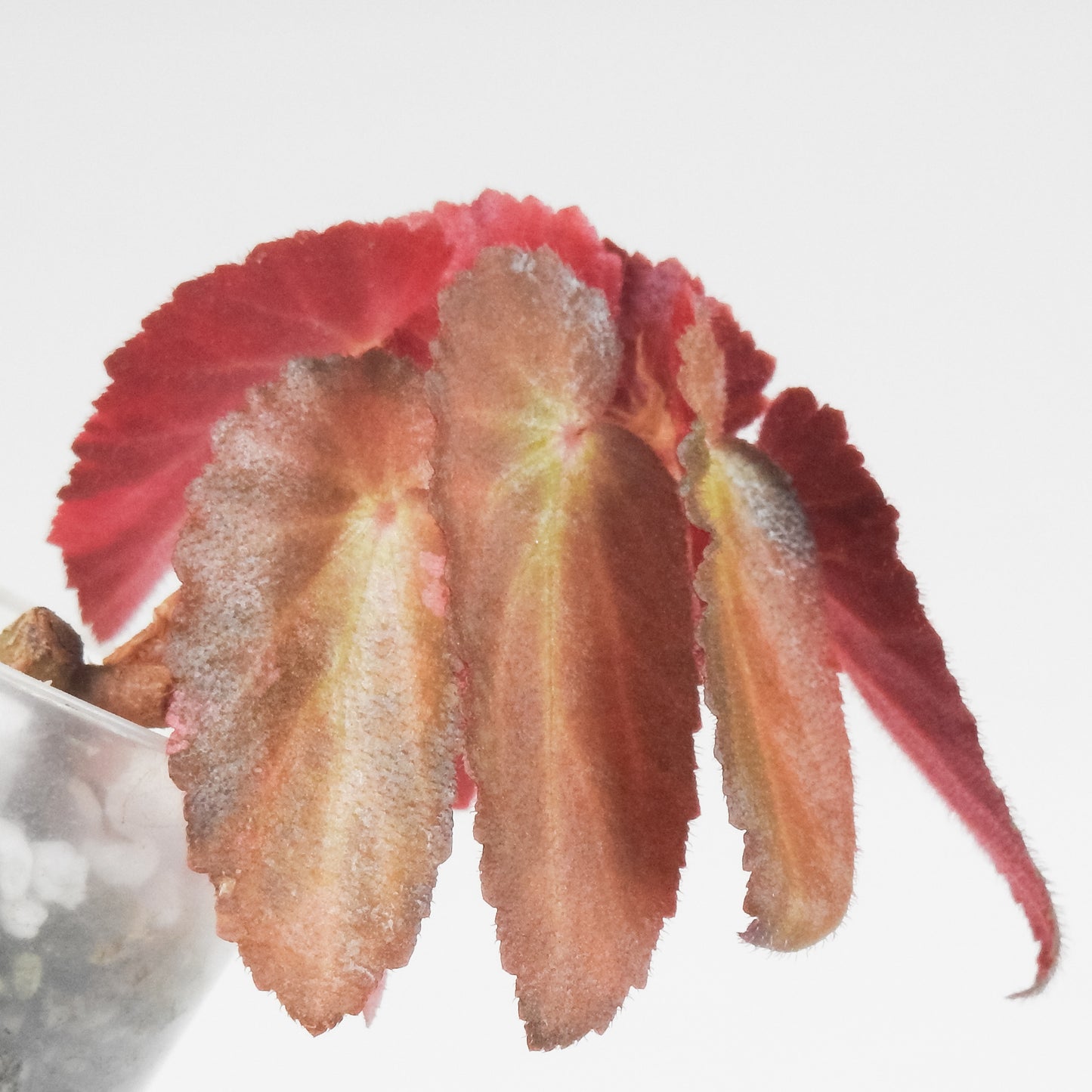 Begonia Withlacoochie Variegated (3402)