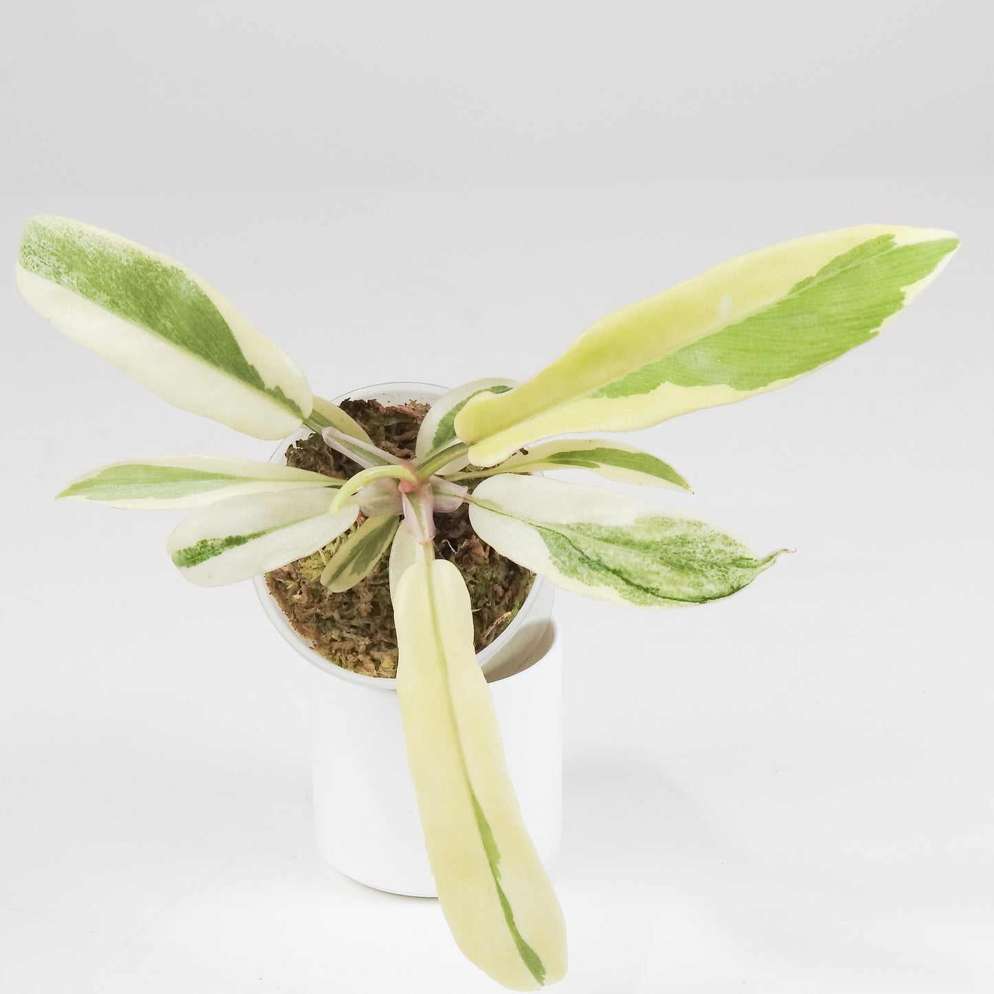 Philodendron Florida Beauty x Tortum Variegated (3403)