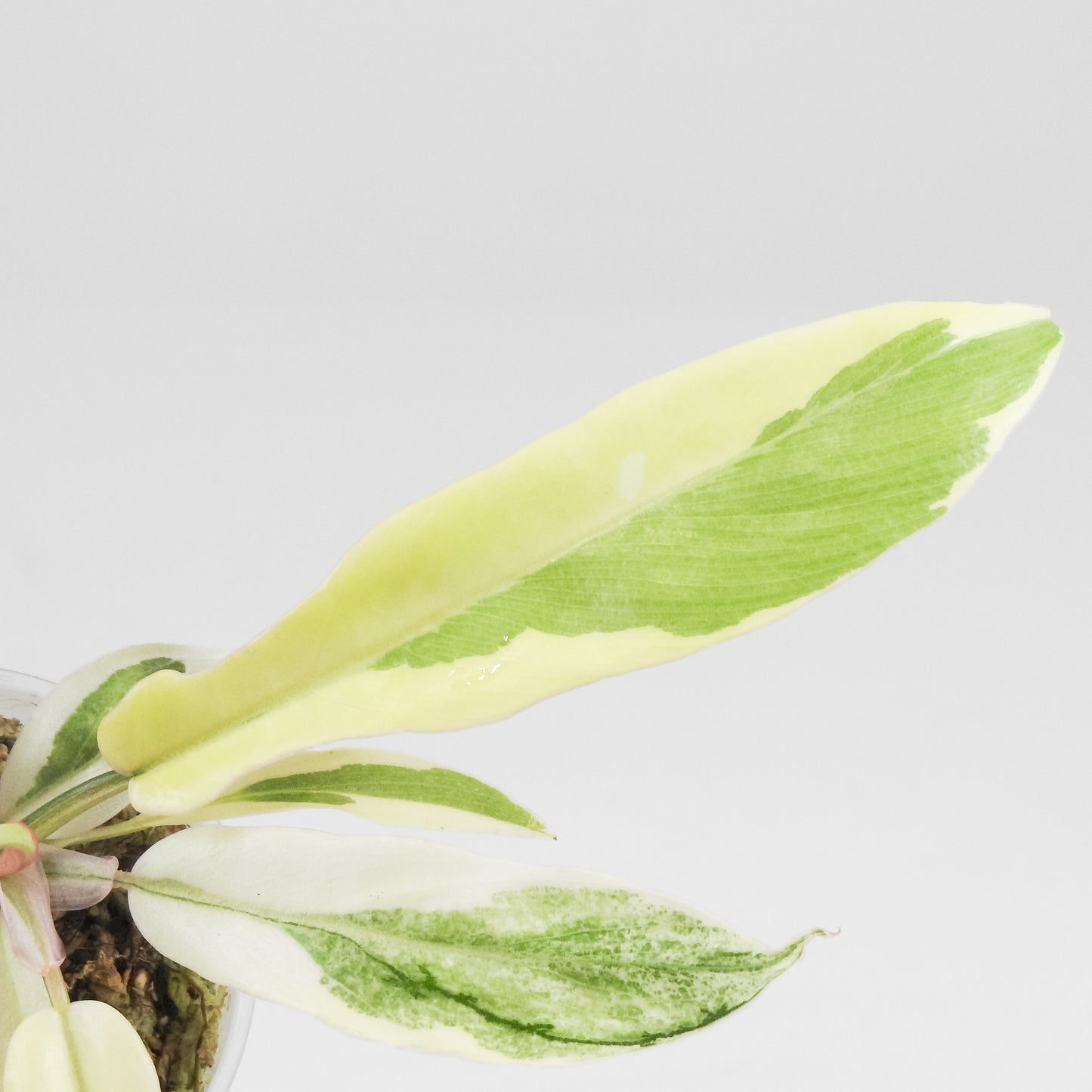 Philodendron Florida Beauty x Tortum Variegated (3403)