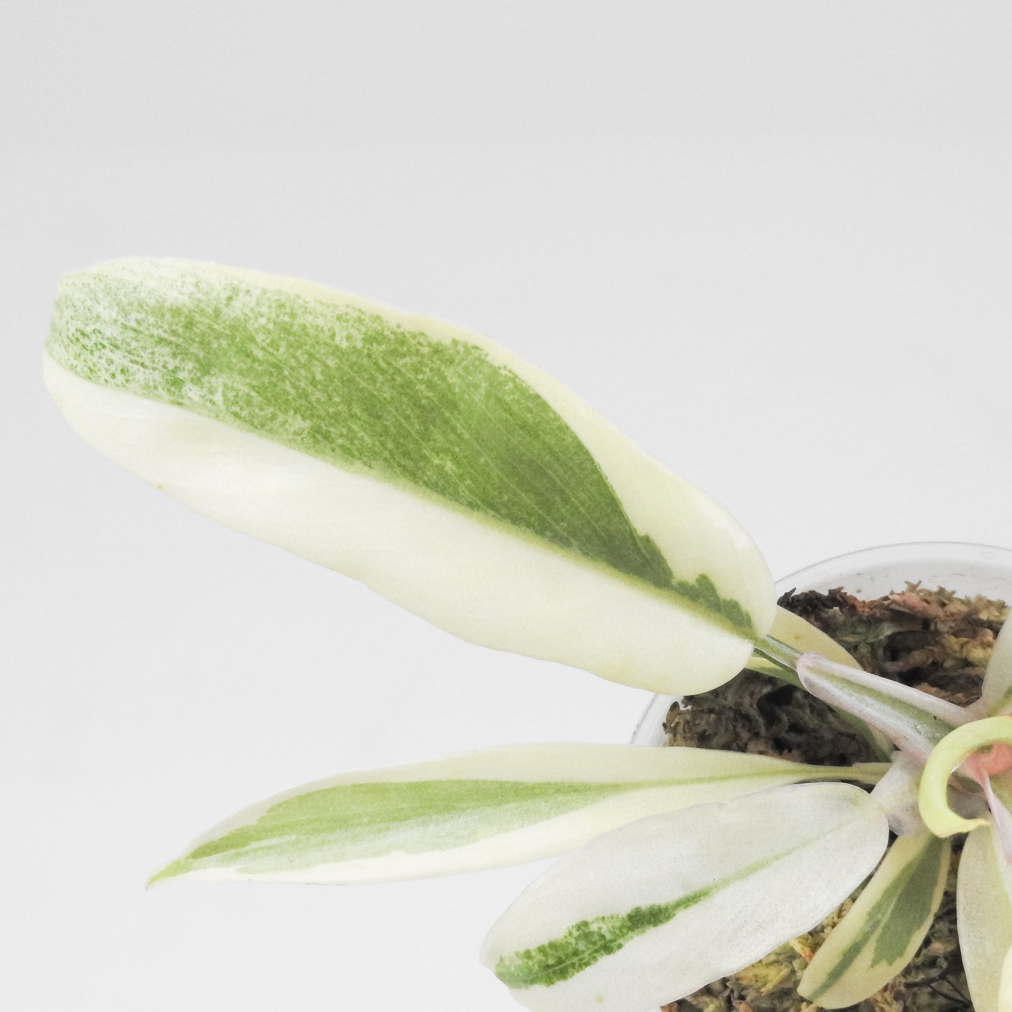 Philodendron Florida Beauty x Tortum Variegated (3403)