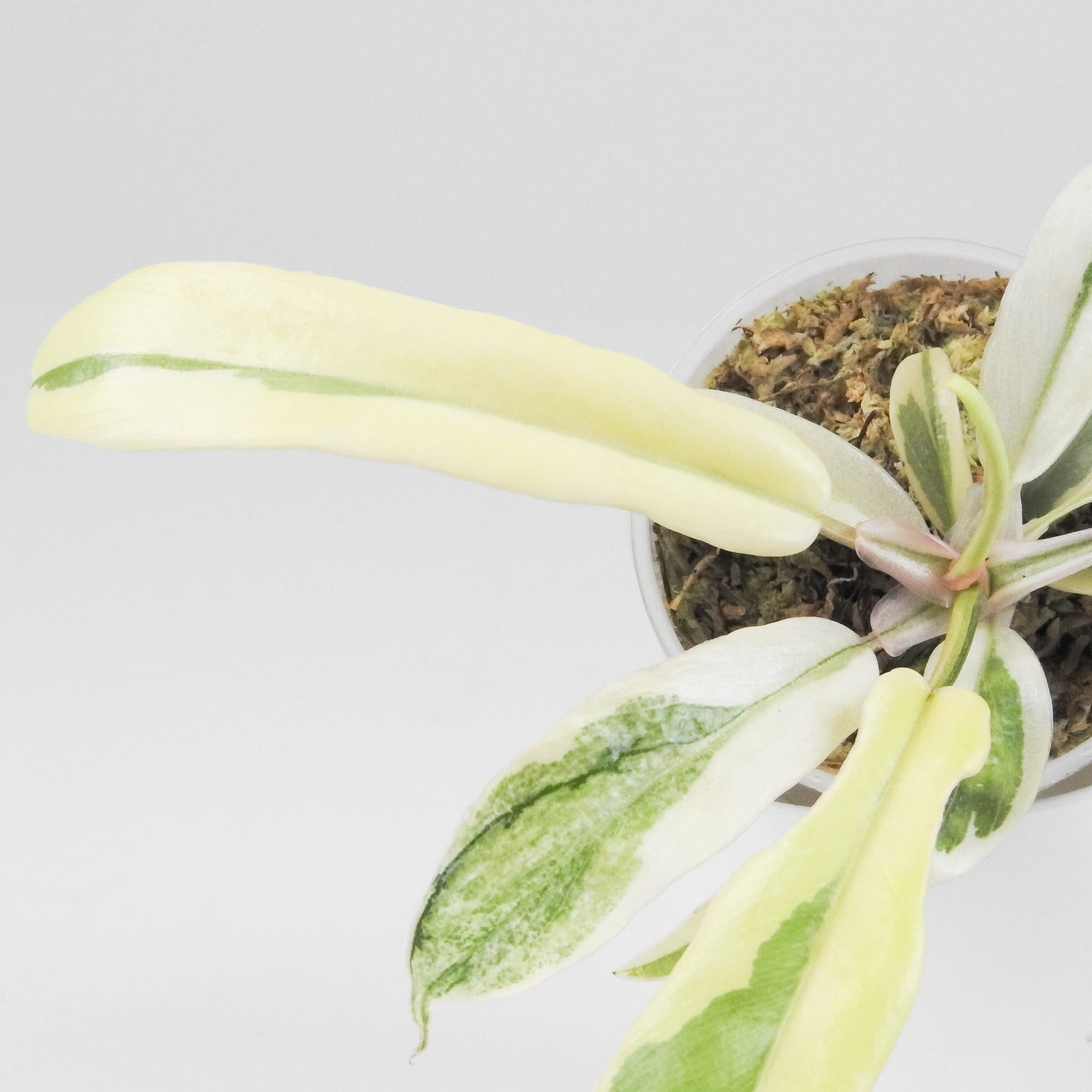 Philodendron Florida Beauty x Tortum Variegated (3403)