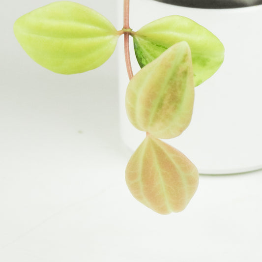 Peperomia Tricolor Variegated (3406)
