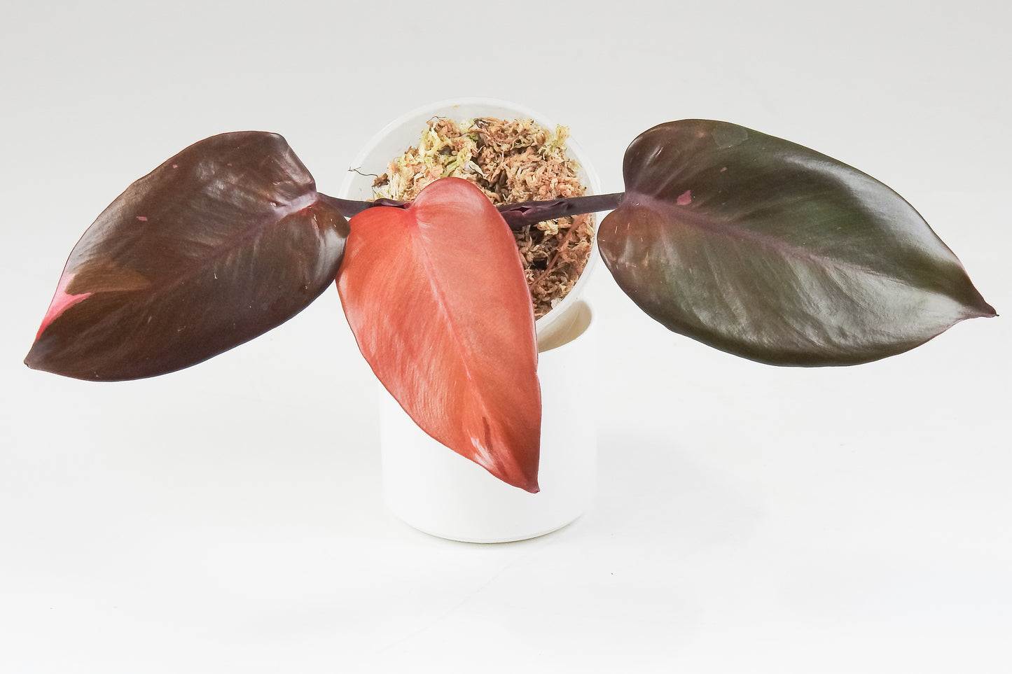 Philodendron Persimmon Princess Variegated (3405)