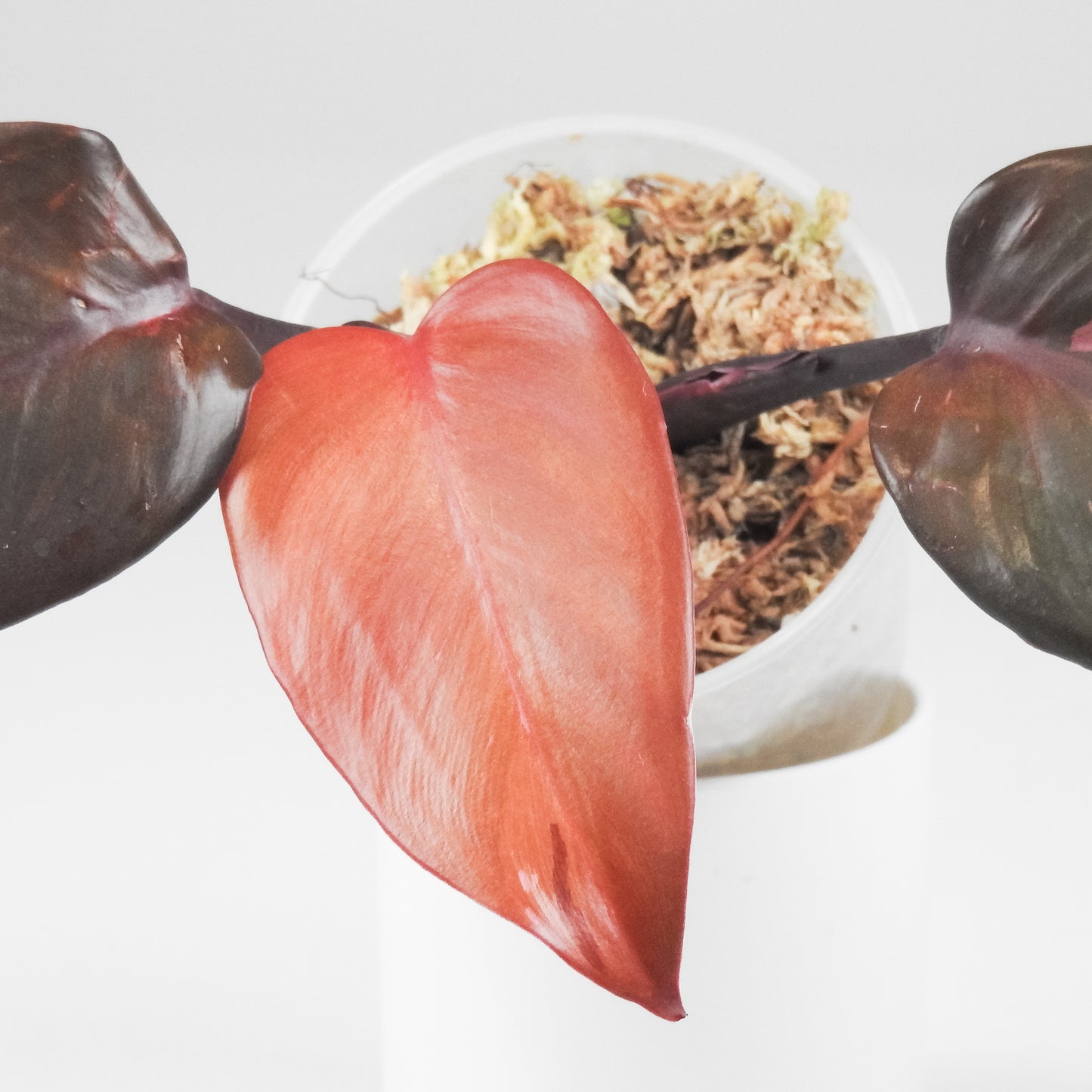 Philodendron Persimmon Princess Variegated (3405)