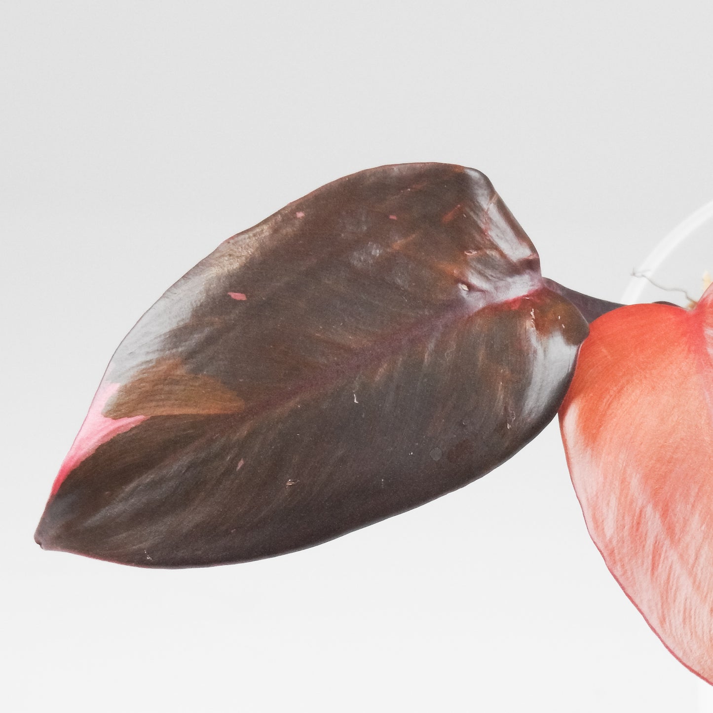 Philodendron Persimmon Princess Variegated (3405)