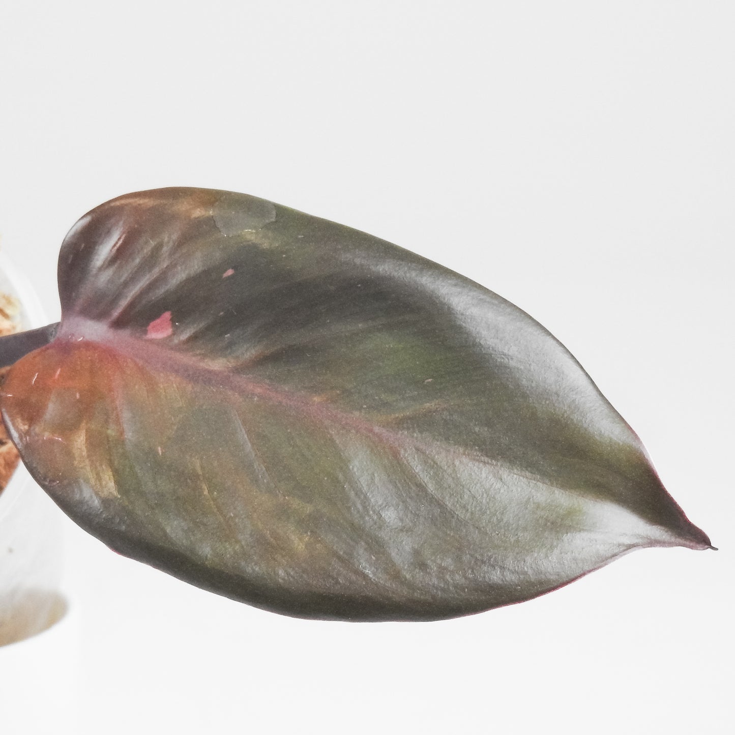 Philodendron Persimmon Princess Variegated (3405)