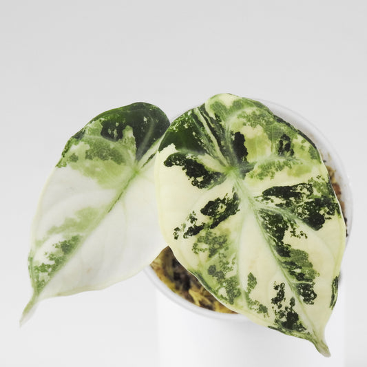 Alocasia 'Black Velvet' Ninja Albo (3407)