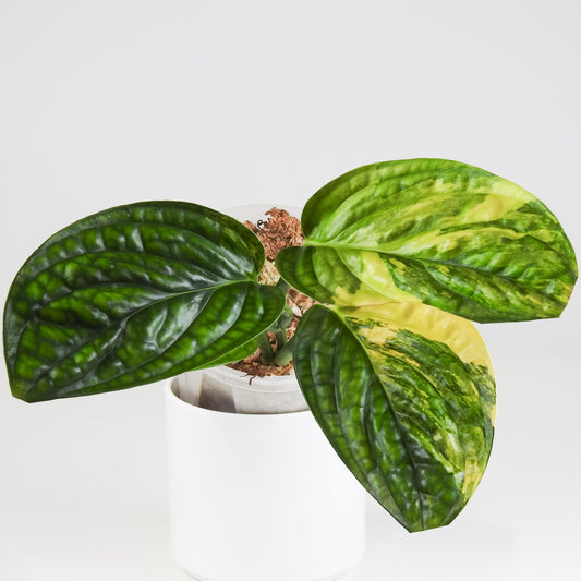Monstera 'Peru' Variegated (3408)
