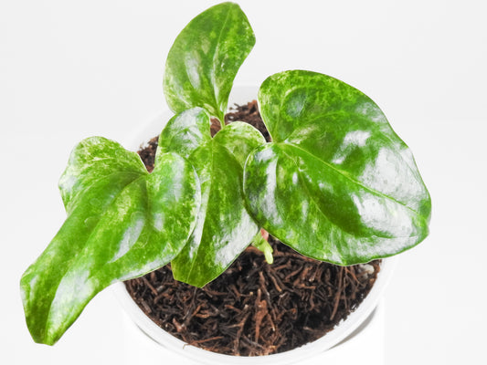 Anthurium 'Watermaliense' Variegated (3409)