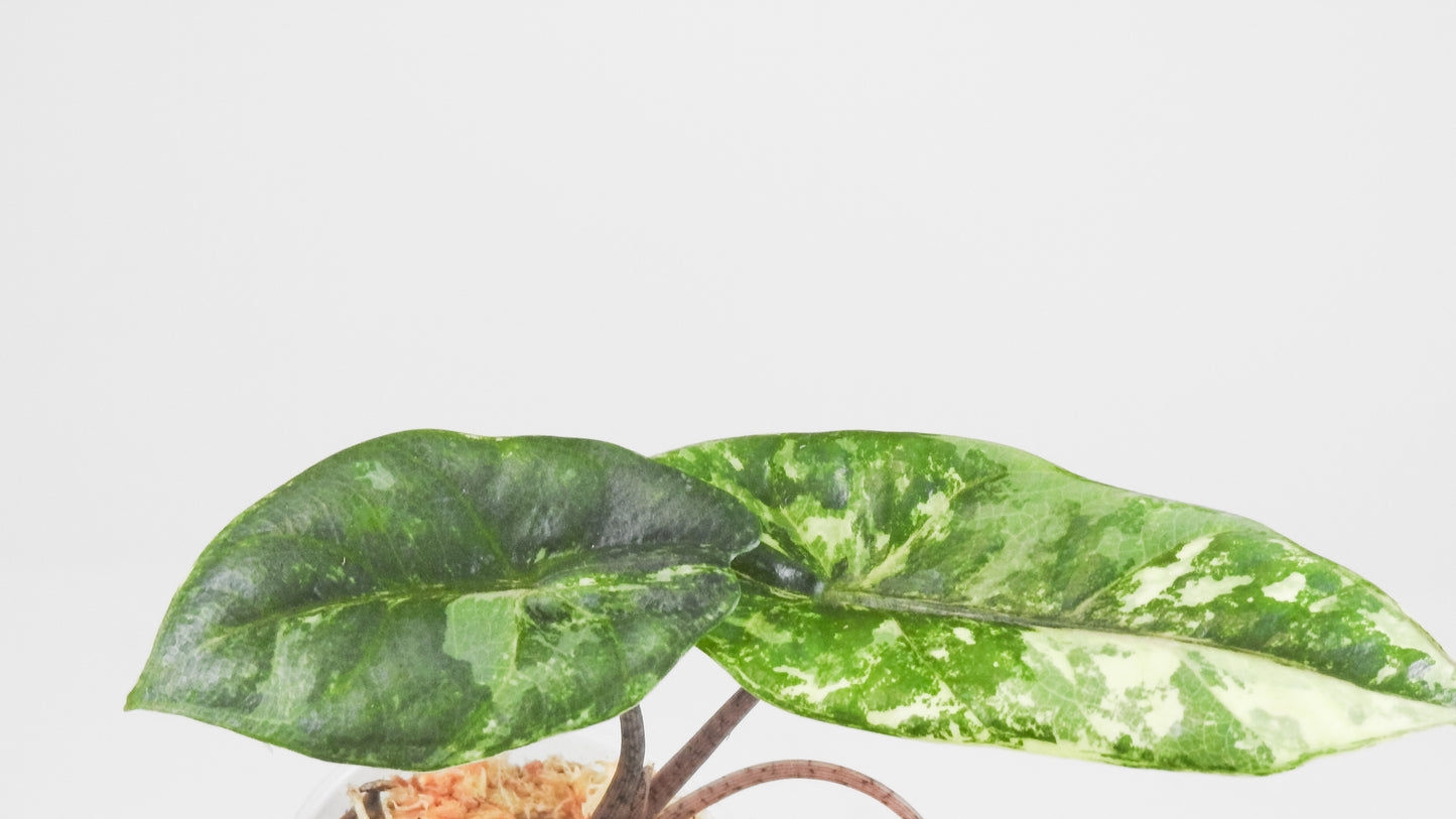 Alocasia 'Sedenii' Aurea (3410)
