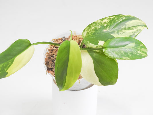 Philodendron Bipenfolium Variegated (3412)