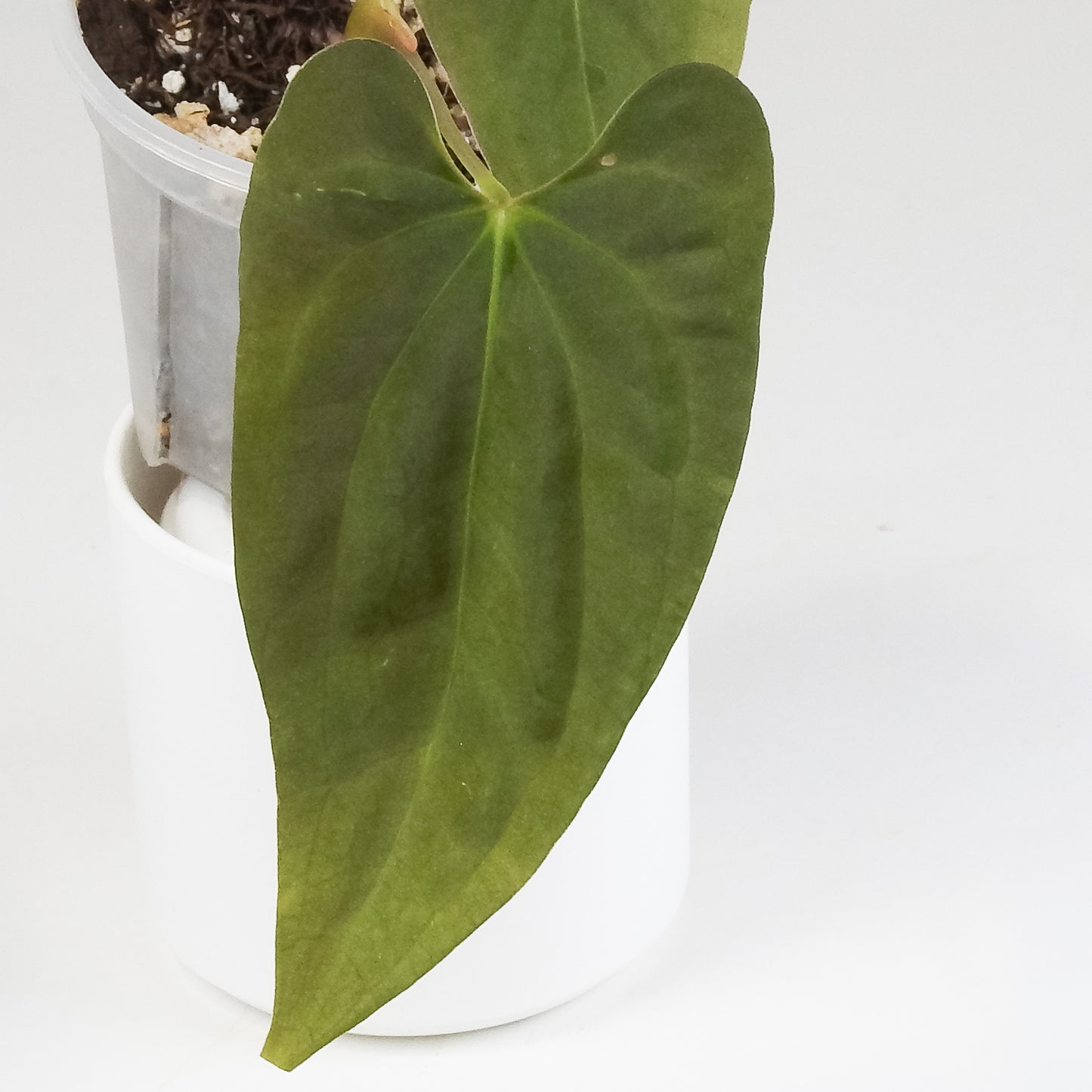 Anthurium AOS x BVEP (Oliver) x PanaMama (3411)