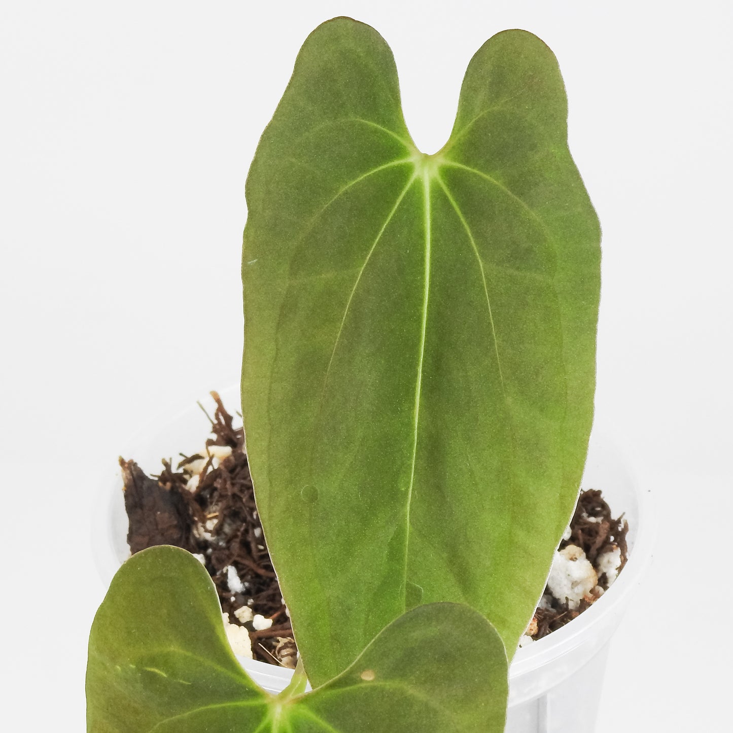 Anthurium AOS x BVEP (Oliver) x PanaMama (3411)