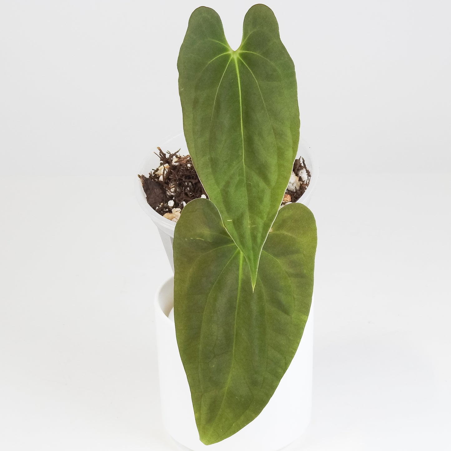 Anthurium AOS x BVEP (Oliver) x PanaMama (3411)