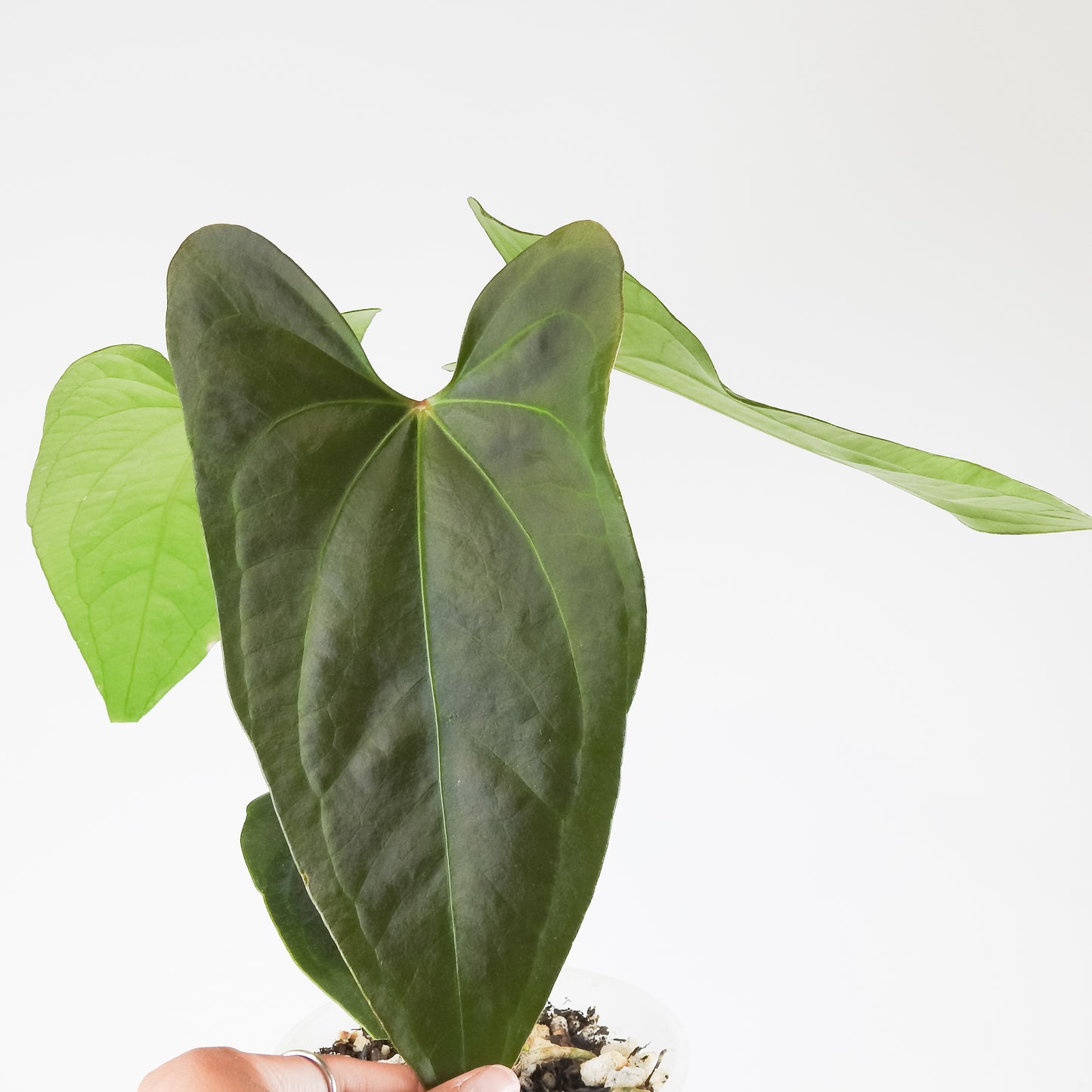 Anthurium NSE Red Crystal x Gigi (3413)