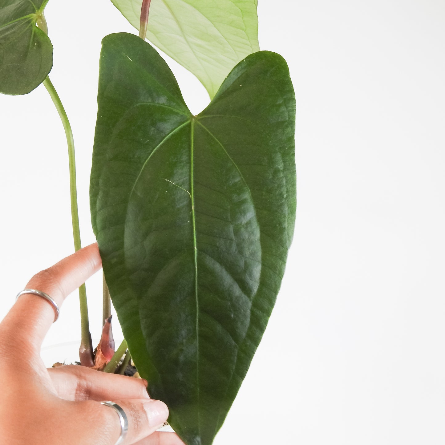Anthurium NSE Red Crystal x Gigi (3413)