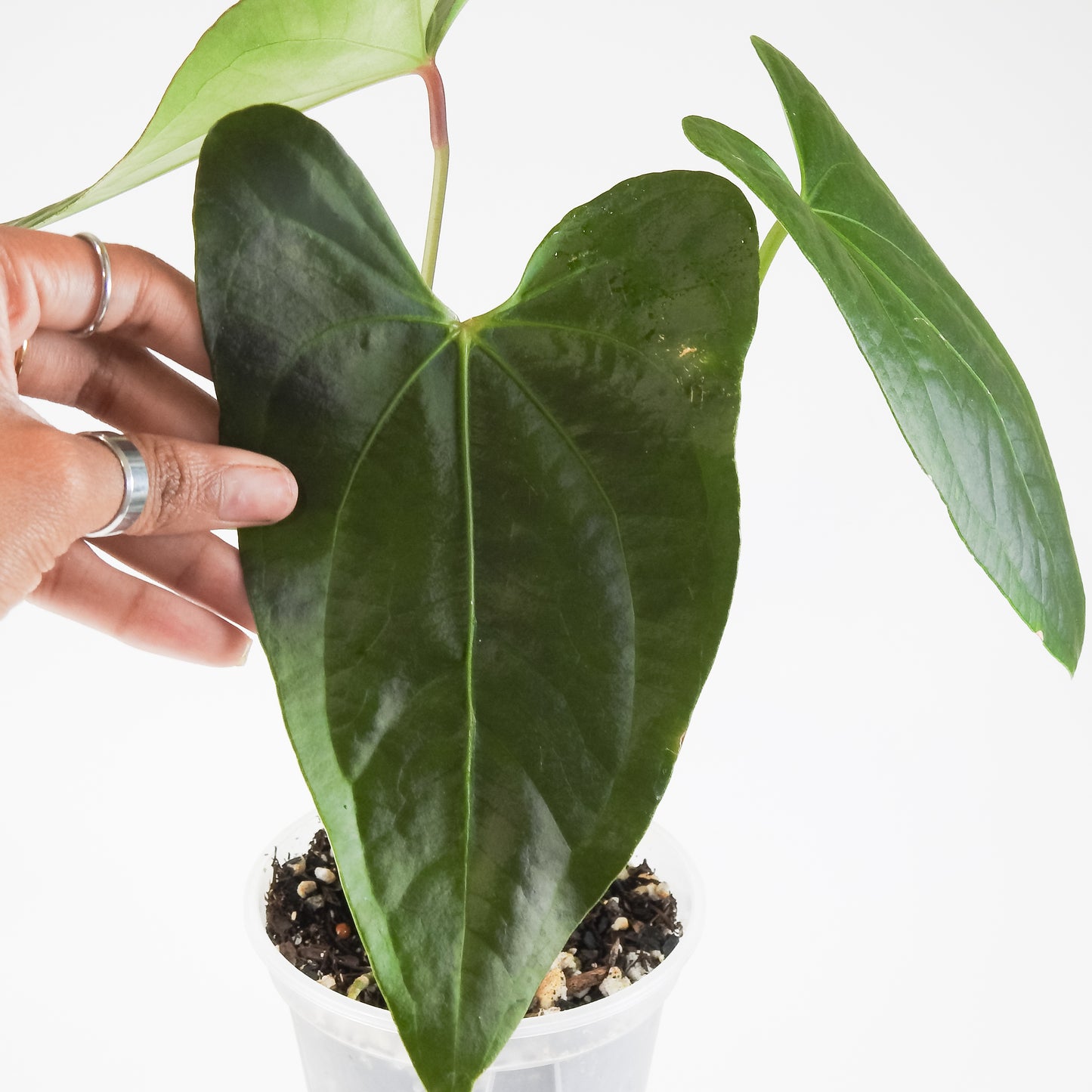 Anthurium NSE Red Crystal x Gigi (3413)