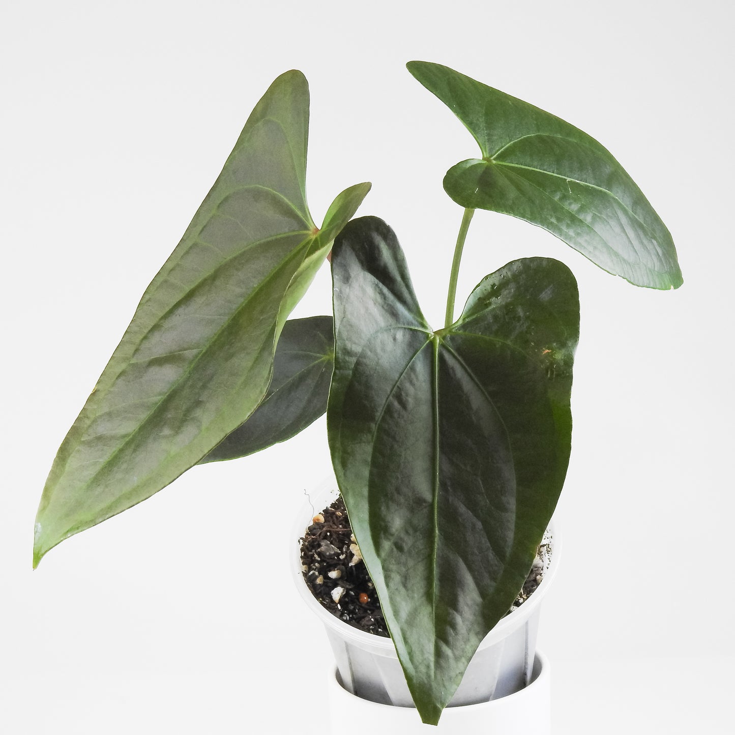 Anthurium NSE Red Crystal x Gigi (3413)