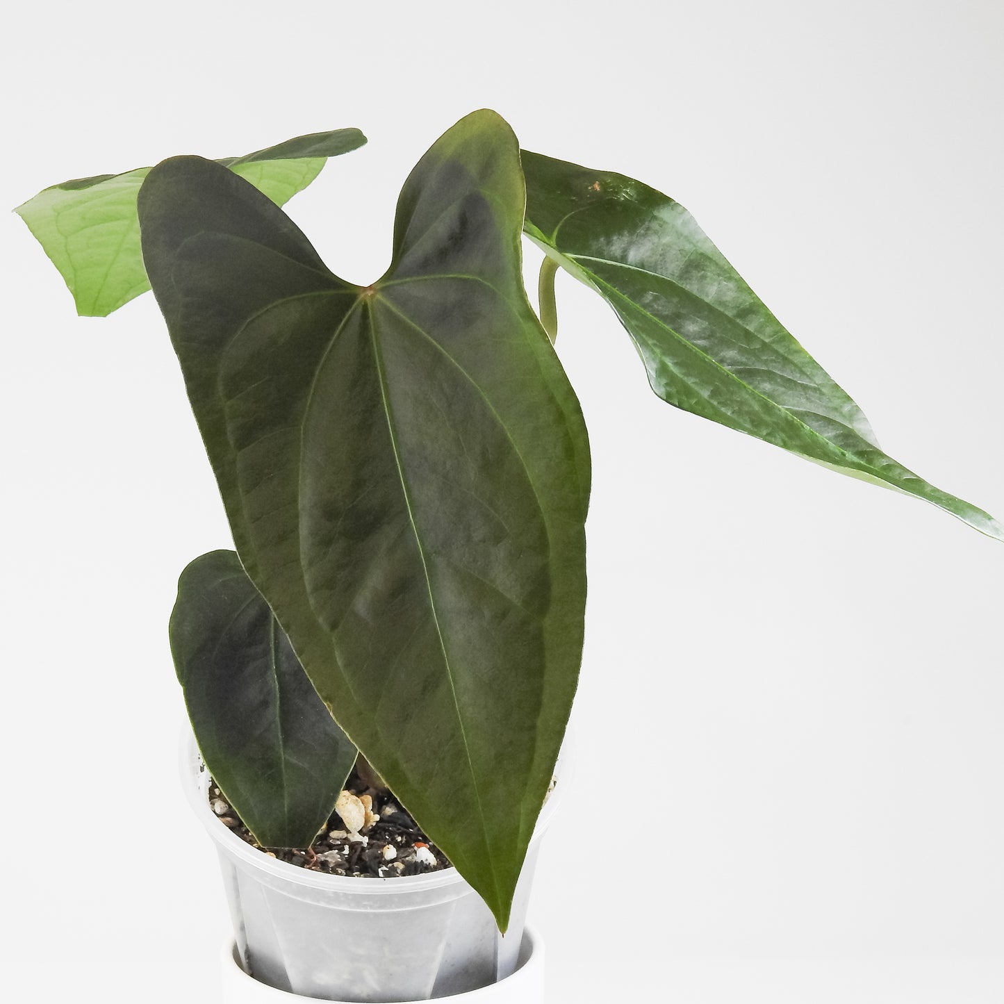 Anthurium NSE Red Crystal x Gigi (3413)