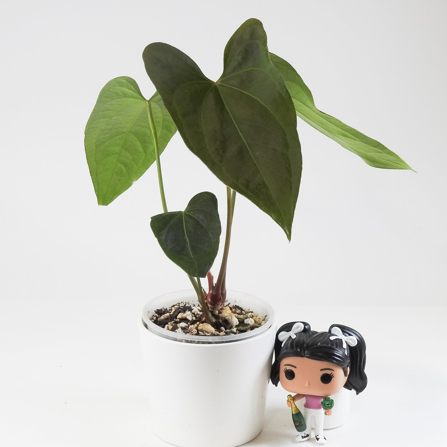 Anthurium NSE Red Crystal x Gigi (3413)